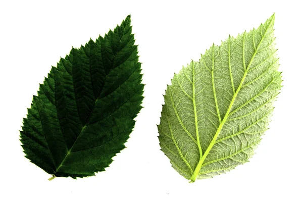 Two green raspberry leaf isolated on white background, top and bottom side of leaf — 스톡 사진