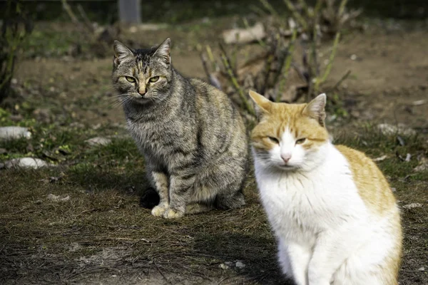 Gri kedi ve kızıl kedi çimlere oturur. — Stok fotoğraf