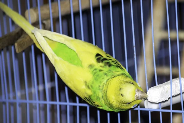Zielona papuga falista siedzi w klatce — Zdjęcie stockowe