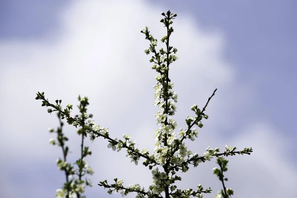 Flores de ciruela de cerezo que florecen en un jardín de primavera en el contexto de un cielo azul brillante, fondo, telón de fondo — Foto de Stock