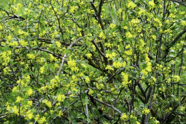 İlkbaharda çiçek açan siyah frenk üzümü çalıları, yeşil yapraklı küçük sarı çiçekler.