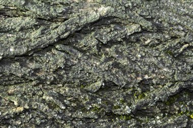 Arkaplan veya doku için eski karaağaç kabuğunun görüntüsü