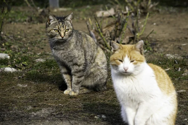 Gri kedi ve kızıl kedi çimlere oturur. — Stok fotoğraf