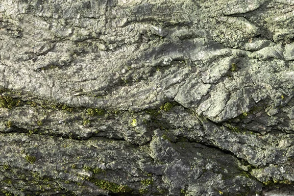 Image of section of old elm bark for a background or texture — Stock Photo, Image