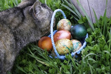 İlginç bir şekilde gri kedi, kütüğün yanındaki yeşil çimlerin üzerinde duran paskalya yumurtalarının olduğu mavi sepeti kokluyor.