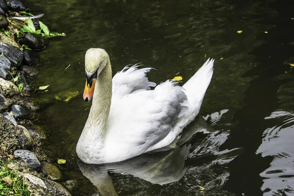 Belo cisne branco com o bico vermelho nada em uma lagoa — Fotografia de Stock