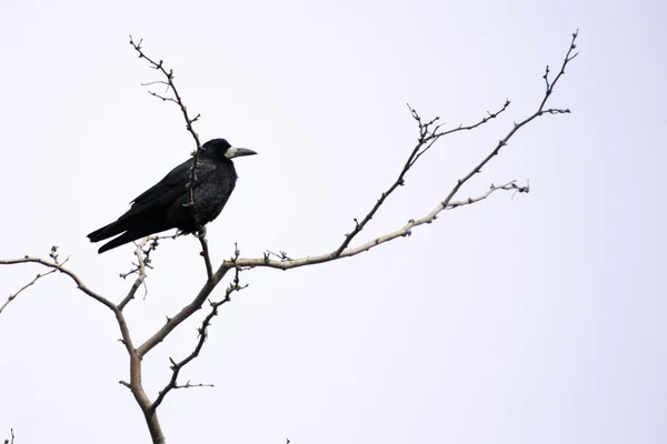 Black crow sits on the branches of acacia — Stock Photo, Image