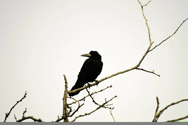 Corbeau noir assis sur les branches de l'acacia — Photo