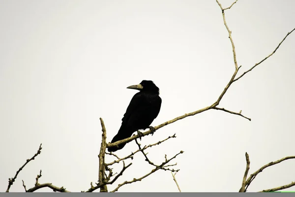 Black crow sits on the branches of acacia — Stock Photo, Image