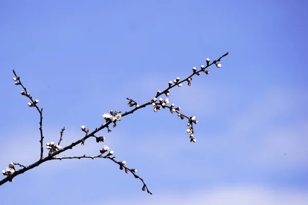 Квітуча абрикосова гілка на фоні яскравого блакитного неба — стокове фото
