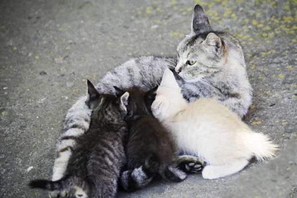 Gri kedi aç yavrularını emziriyor — Stok fotoğraf