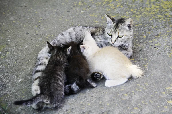 Gato cinza amamentando seus pequenos gatinhos famintos — Fotografia de Stock
