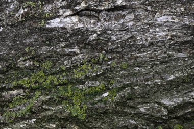 Arkaplan veya doku için eski karaağaç kabuğunun görüntüsü