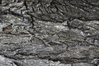 Arkaplan veya doku için eski karaağaç kabuğunun görüntüsü