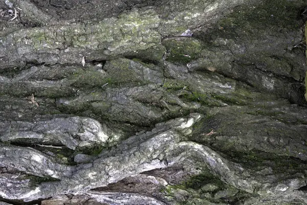 Bild des Schnitts der alten Ulmenrinde für einen Hintergrund oder eine Textur — Stockfoto