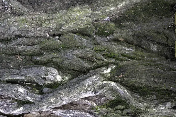 Imagen de sección de corteza de olmo vieja para un fondo o textura — Foto de Stock