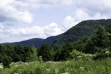 Dağ manzarası - mavi gökyüzü, beyaz bulutlar, orman, yeşil bitki örtüsü