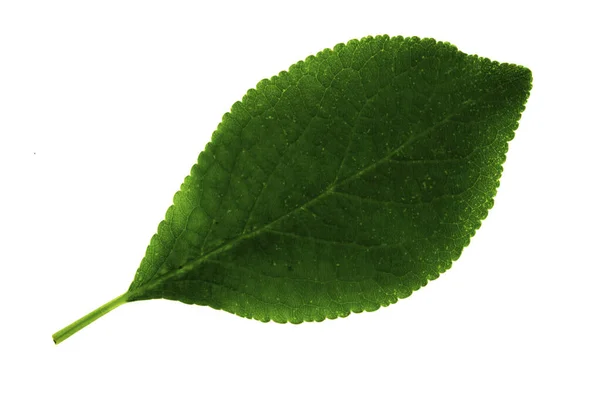 One green leaf of a plum isolated on a white background, the top side of a leaf — 스톡 사진