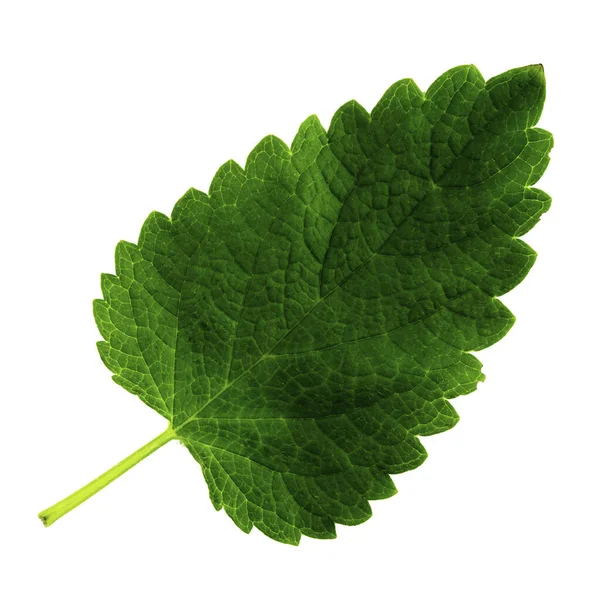 One green leaf of lemon balm isolated on a white background, the upper side of the leaf — 스톡 사진