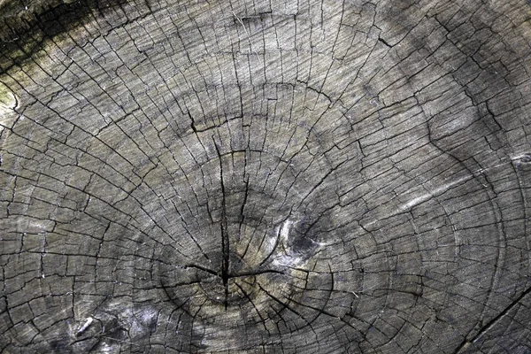 Piece of wood natural background old sawn elm — Stok fotoğraf