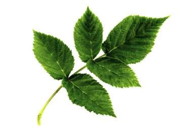 raspberry leaf inflorescence isolated on white background