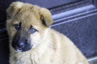 Kırmızı üzgün köpek kapalı kapının yanında oturuyor.