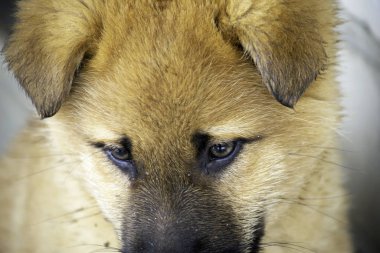 Kırmızı üzgün köpek kapalı kapının yanında oturuyor.