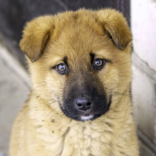 Chiot triste rouge assis près de la porte fermée — Photo