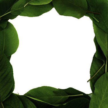 repair strap framed from a leaves of fruit trees, copy-space, white background
