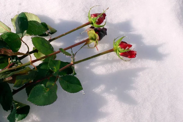 Rosas yacen en la nieveHermosa rosa cubierta de nieve. Nieve yace en rosa congelada . — Foto de Stock