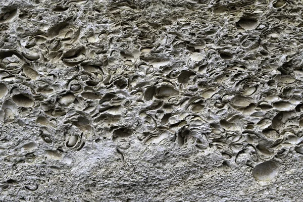 Muschelgestein Geologie Probe Nahaufnahme Gestein bestehen aus vielen kleinen Muscheln und ihre Abdrücke. — Stockfoto