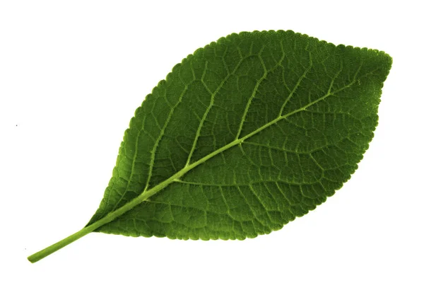 Single green leaf of plum isolated on white background, bottom side of leaf — 스톡 사진