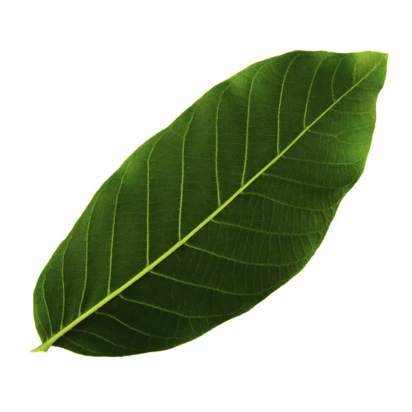 Один зелений лист горіха ізольований на білому тлі, нижня сторона листа — стокове фото