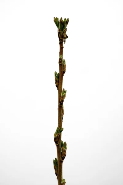 Концепт одна і та ж гілка чорної смородини, знята на білому тлі навесні в період листя, що цвіте на відкритому повітрі 10 березня — стокове фото