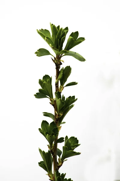 Concept one and the same branch of black currant shot on a white background in spring during a period of leaf blooming outdoors in sunlight on March 30 — 스톡 사진