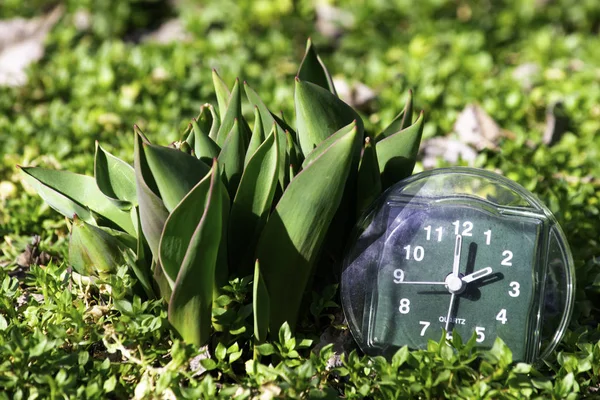 the transition to summer time, the arrival of spring, the clock on the green spring grass next to the young unblown tulip flower on bright sunny day