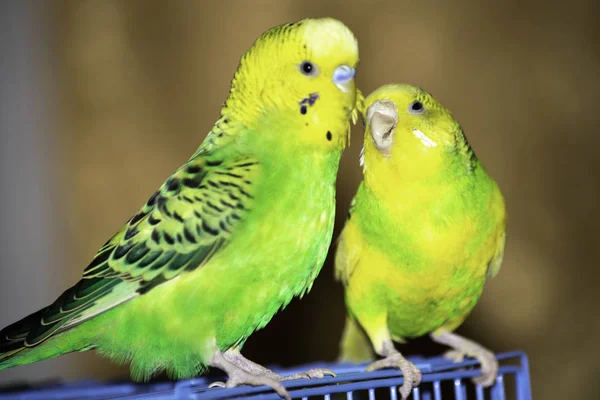 Zwei wellige Papageien sitzen auf einem Käfig — Stockfoto