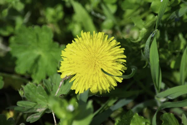 Yellow dandelion flower growing among green grass in spring — Stock Photo, Image