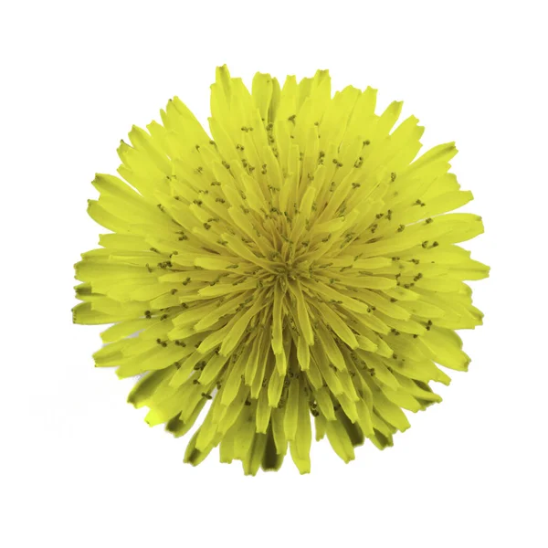 Yellow dandelion flower isolated on white background — Stock Photo, Image