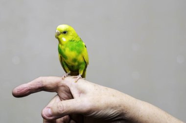 Sarı-yeşil dalgalı bir papağan adamın elinde oturuyor.