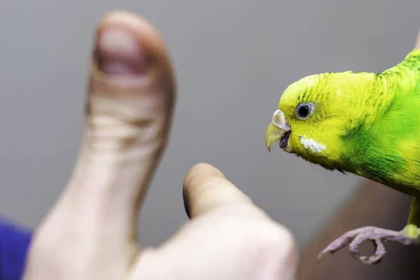 Жовто-зелений хвилястий папуга сидить на руці людини — стокове фото