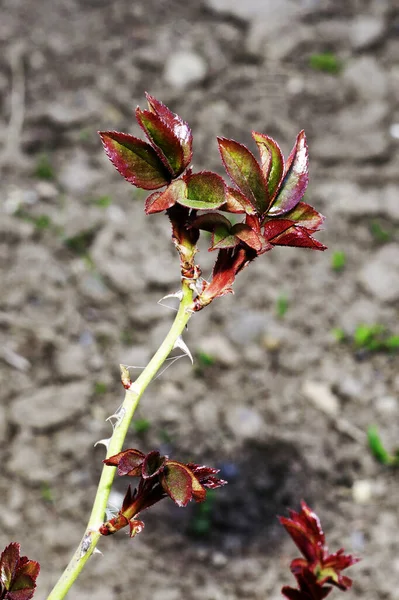 Las primeras hojas rojo-verdes en la ramita de rosa de té a principios de primavera — Foto de Stock