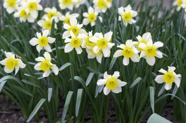 Arkaplan için yeşil yapraklı sarı gladioli çiçekleri