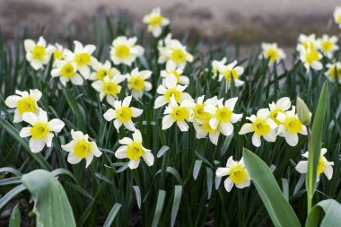 Arkaplan için yeşil yapraklı sarı gladioli çiçekleri