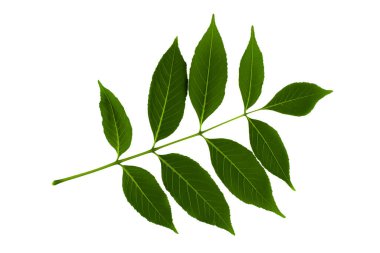 Beyaz arka planda izole edilmiş yeşil dişbudak yaprakları.