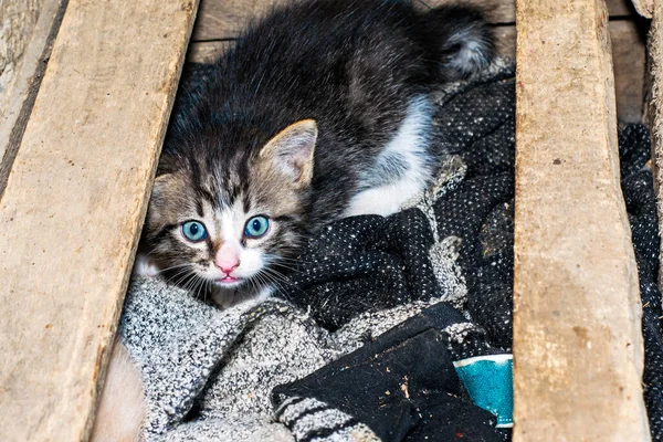 Korkak Gri Kedi Tahta Bir Kutuda Saklanıyor — Stok fotoğraf