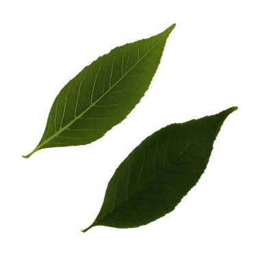 Beyaz arkaplanda izole edilmiş iki ortak kül yaprağı