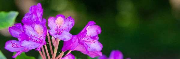 Красиві Рожеві Квіти Саду Банер — стокове фото