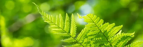 Groene Fern Het Zonlicht Panorama — Stockfoto