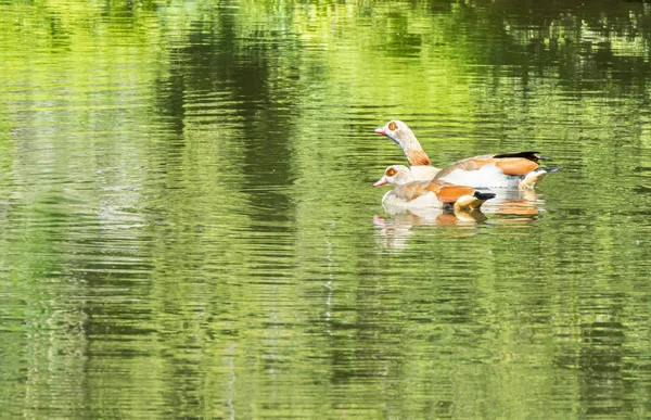 池の上に2羽のアヒル — ストック写真